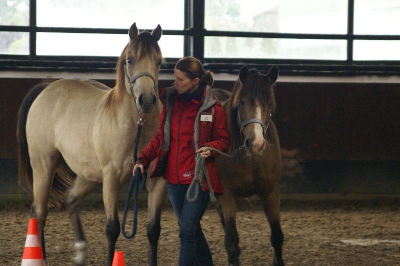 pferd-dolmetsch.at/ Pferdegestütztes Coaching