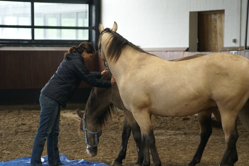 pferd-dolmetsch.at/ Pferdegestütztes Coaching