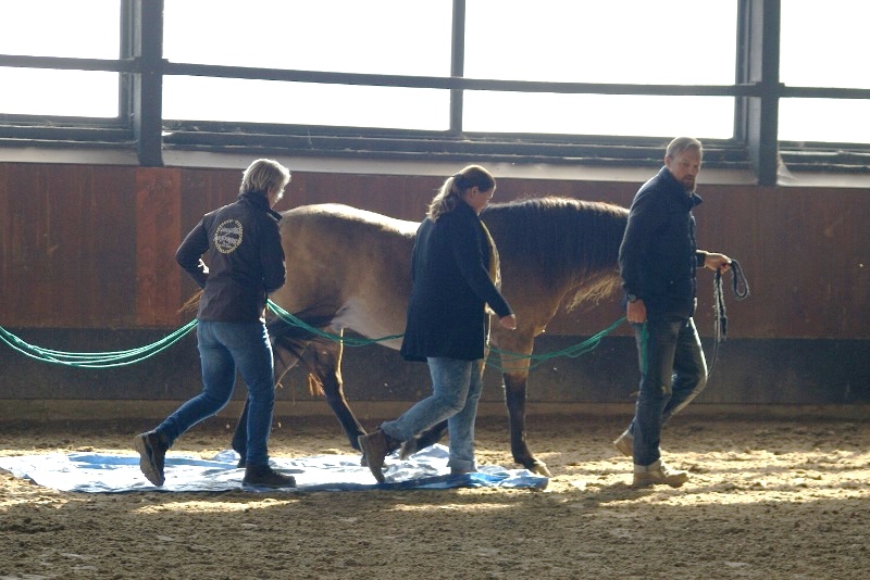 pferd-dolmetsch.at/ Pferdegestütztes Coaching