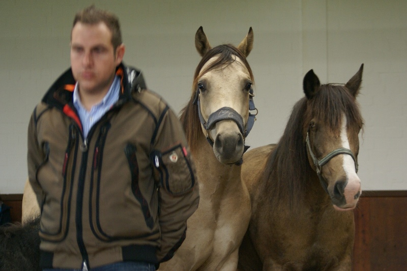 pferd-dolmetsch.at/ Pferdegestütztes Coaching