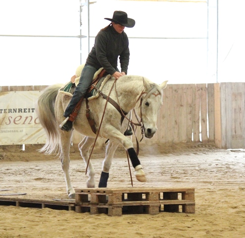 Ausbildung von Pferd und Reiter:in